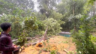 Tree cutting ⚡️malayalam treecuttingmalayalam [upl. by Chaffee]