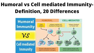 Humoral vs Cell mediated Immunity Definition 20 Differences [upl. by Aitercal]