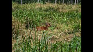 Sitatunga antelope in Odense Zoo [upl. by Ariaek36]