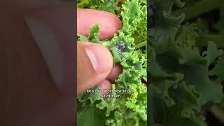 No More Aphids With NO Pesticides [upl. by Aniaz]