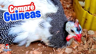 Compre Gallinas de Guinea  Gallinetas [upl. by Devlen]