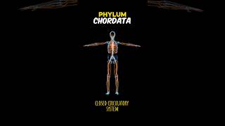 PHYLUM CHORDATA phylumchordatachordates  EXPLAIN PHYLUM CHORDATA shortsviraltrending [upl. by Naud]