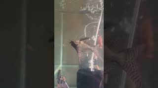 Gave snails to fish shop viralvideo aquarium fishhobbyist bangalore tamil [upl. by Menis510]