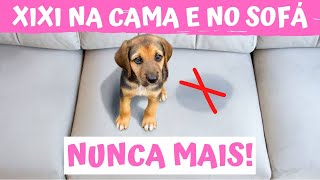 DESCUBRA O PORQUÊ O SEU CACHORRO FAZ XIXI NO SOFÁ E NA CAMA E COMO CORRIGIR ESSE COMPORTAMENTO [upl. by Eocsor]