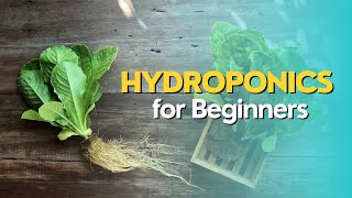 Hydroponics for Beginners [upl. by Harraf532]