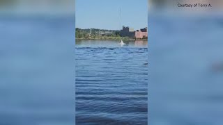 Whale spotted in Sheepscot River in Wiscasset [upl. by Leventis763]