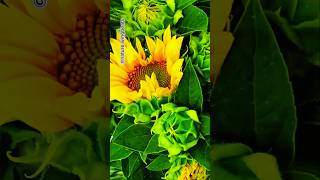 The sunflower blooming very quickly 🌻shorts sunflower flowers trending shortvideo [upl. by Adest]