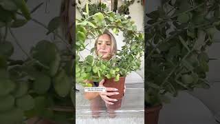 Trellised plant care 🫶🏻 plantcare plant houseplants indoorplants [upl. by Nick326]