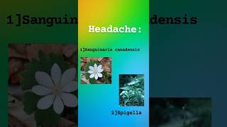 Sanguinaria and shigella headache [upl. by Ynohtn]