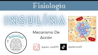 Fisiología Endocrina  Insulina Mecanismos De Acción [upl. by Ajiak628]