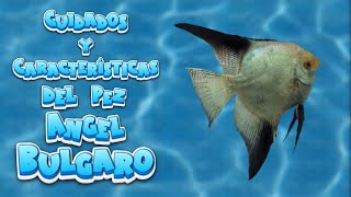 🐟 Como Cuidar y Caraterísticas del Pez Ángel Bulgaro 🐠🌿 aquariumfish peces pezangel [upl. by Genovera]