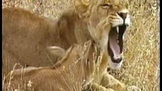 MUST WATCH A Lioness Adopts a baby antelope A short documentary that will open your eyes [upl. by Yromas]