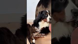 When Dogs Meet Their Match Cats DogsVsCats FunnyPets PetShowdown Cats dogs PetHumor Shorts [upl. by Jovita493]