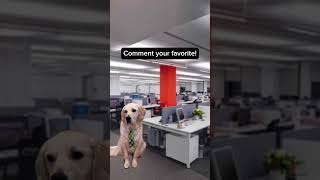 Comment your favorite corporate speak term corporate work goldenretriever job officedog [upl. by Nizam676]