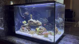 Fluval Evo 135 Reef Tank [upl. by Rhea441]