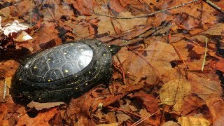 Vernal Pool Chronicles Spotted Turtle Encounter March 2018 [upl. by Elyc]