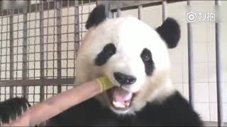 Panda eating show Bamboo compilation 2018 [upl. by Elocen331]