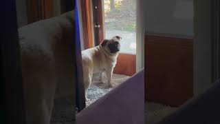 Why Sherlock videos have been slow to release lately pug Knee surgery pain [upl. by Anead887]