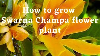 How to plant Magnolia tree from seeds for 45 days [upl. by Cote]