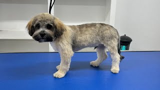 Boog finished his first grooming ever  Después del primer corte de pelo de su vida [upl. by Celeski]