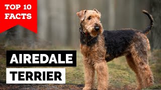 Airedale Terrier  Top 10 Facts [upl. by Cichocki470]