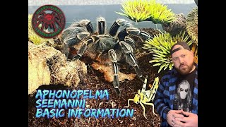 Aphonopelma Seemanni basic information [upl. by Coffeng]