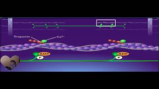 la contraction du sarcomere [upl. by Lynnet686]