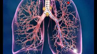 Electromagnetic Navigation Bronchoscopy [upl. by Hazem313]