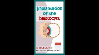 Second week of embryonic development  Blastocyst implantation Animated biology with Arpan shorts [upl. by Gambell]