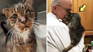 Un veterinario abraza a un gato moribundo de 15 años Un minuto después ocurre algo totalmente [upl. by Noryb]