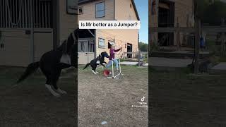 Miniature horse jumping [upl. by Cris254]