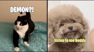 Best Animal Voiceovers  Ep 61 [upl. by Twila]