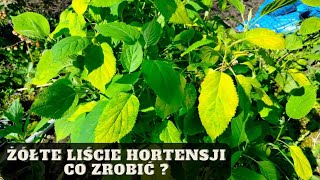 Dlaczego liście hortensji żółkną żółknące liście hortensji co zrobić [upl. by Haidej893]