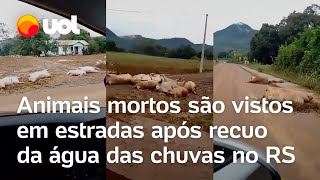 Rio Grande do Sul Porcos são encontrados mortos nas estradas após o recuo das águas das enchentes [upl. by Anniroc]