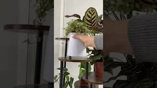 Rotatable plant standindoorplants indoorgardening indoorjungle indoordecor plants home fy [upl. by Kinny]