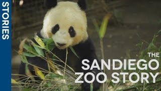 The San Diego Zoo amp Hootsuite  Social Media Brings the Zoo to You [upl. by Kenney]