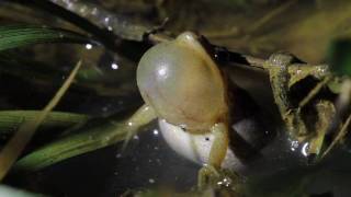 Upland Chorus Frog [upl. by Cathryn]