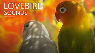 Lovebirds Chirping Sounds Agapornis Fischeri  January 2024 [upl. by Asirb351]