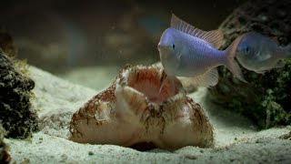 The Tasselled Wobbegong Shark Lures in Prey for Ambush [upl. by Annayak]