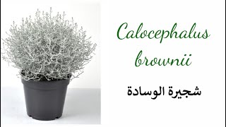 نبات زينة جميل، شجيرة الوسادة Calocephalus Brownii [upl. by Dnomra]