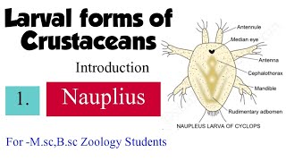 Part1 Larval forms of CrustaceansIntroductionNauplius For MscBsc zoology students [upl. by Adara202]