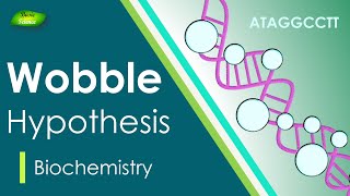 Wobble Hypothesis  AntiCodon  BIOCHEM Part4  Protein synthesis [upl. by Ongineb]