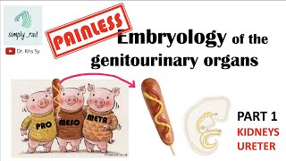 Painless Embryology of GU 13  kidneys and ureter [upl. by Enirahtac71]