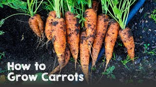 How to Grow Carrots from Seed to Harvest [upl. by Estrella873]