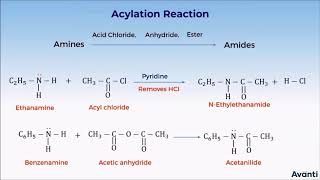 7 12C132 CV 3 Alkylation and Acylation of Amine [upl. by Muncey969]