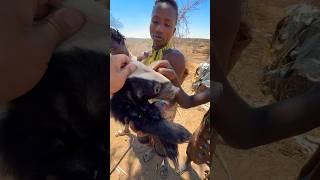 The African honey badger suffered a misfortunehoney bagerhadzabetribe africa animals [upl. by Rhona]