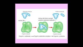 214 Enzymes c The mechanism of enzyme action [upl. by Oribelle]