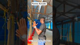 Ferme Avicole aviculture business immobilier immobilier construction poultry [upl. by Aicilif982]