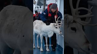 Woman Saved Beautiful Reindeer 🦌😍 shorts [upl. by Brine]