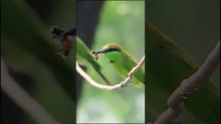 Green Beeeater Bird with a precious catch birds shortsvideo shorts [upl. by Dasteel786]